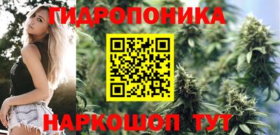 шишки Новозыбков