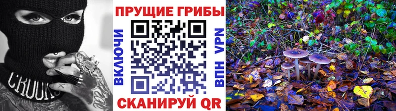 где продают наркотики  Шуя  блэк спрут   Псилоцибиновые грибы Cubensis 